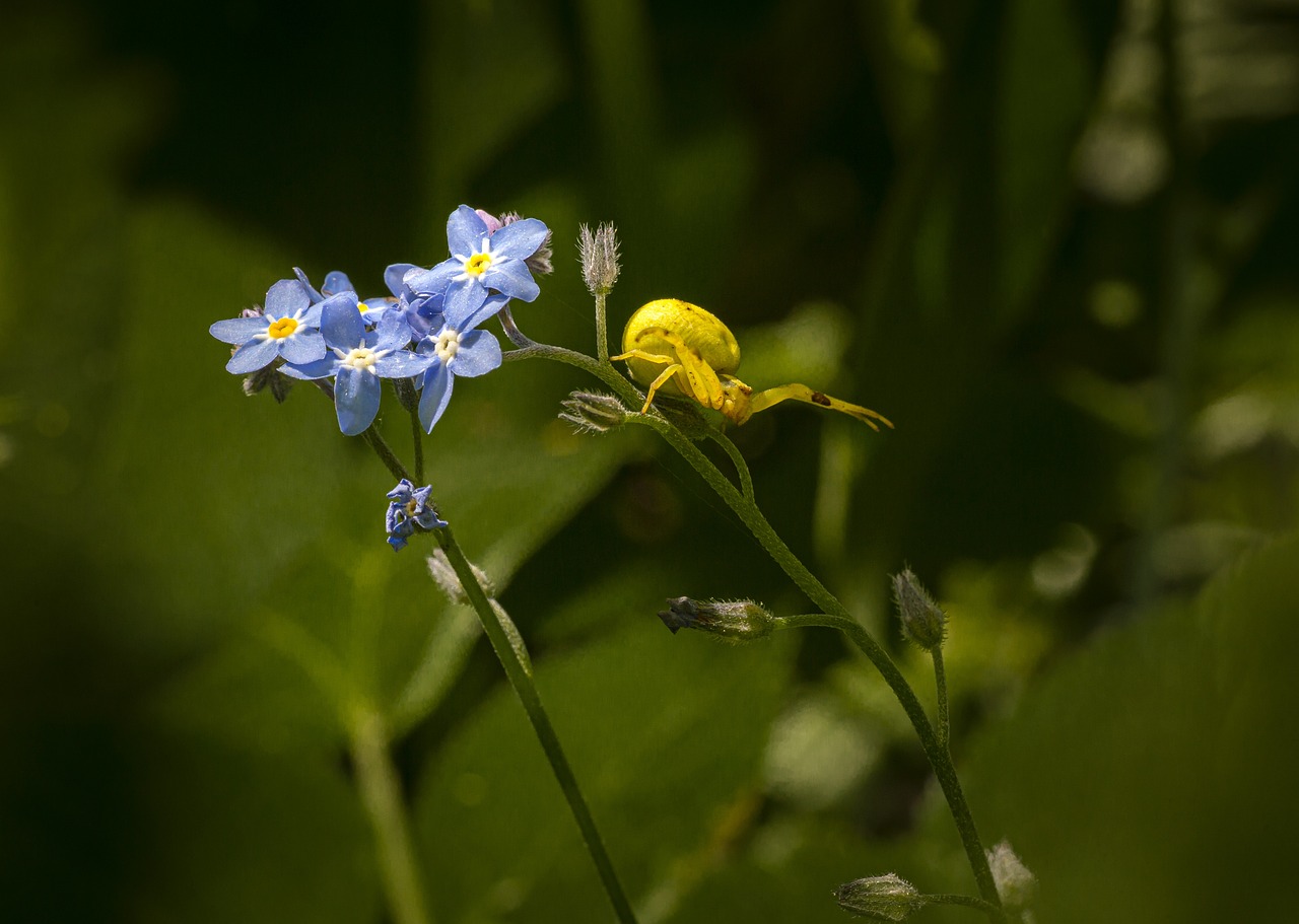 Goldenrod Crab Spider (Misumena vatia)