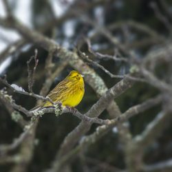 Yellowhammer (Emberiza citrinella)