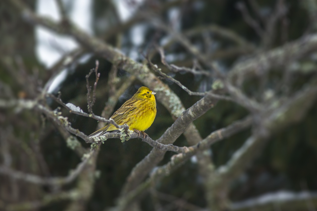 Yellowhammer (Emberiza citrinella)