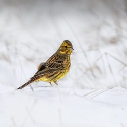 Yellowhammer (Emberiza citrinella)