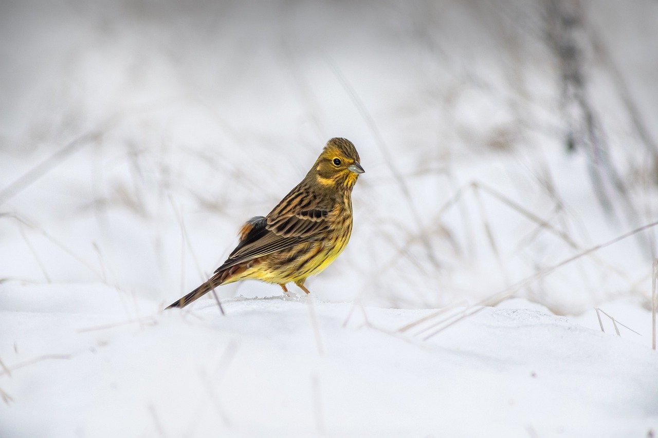 Yellowhammer (Emberiza citrinella)