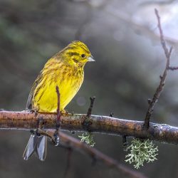 Yellowhammer (Emberiza citrinella)