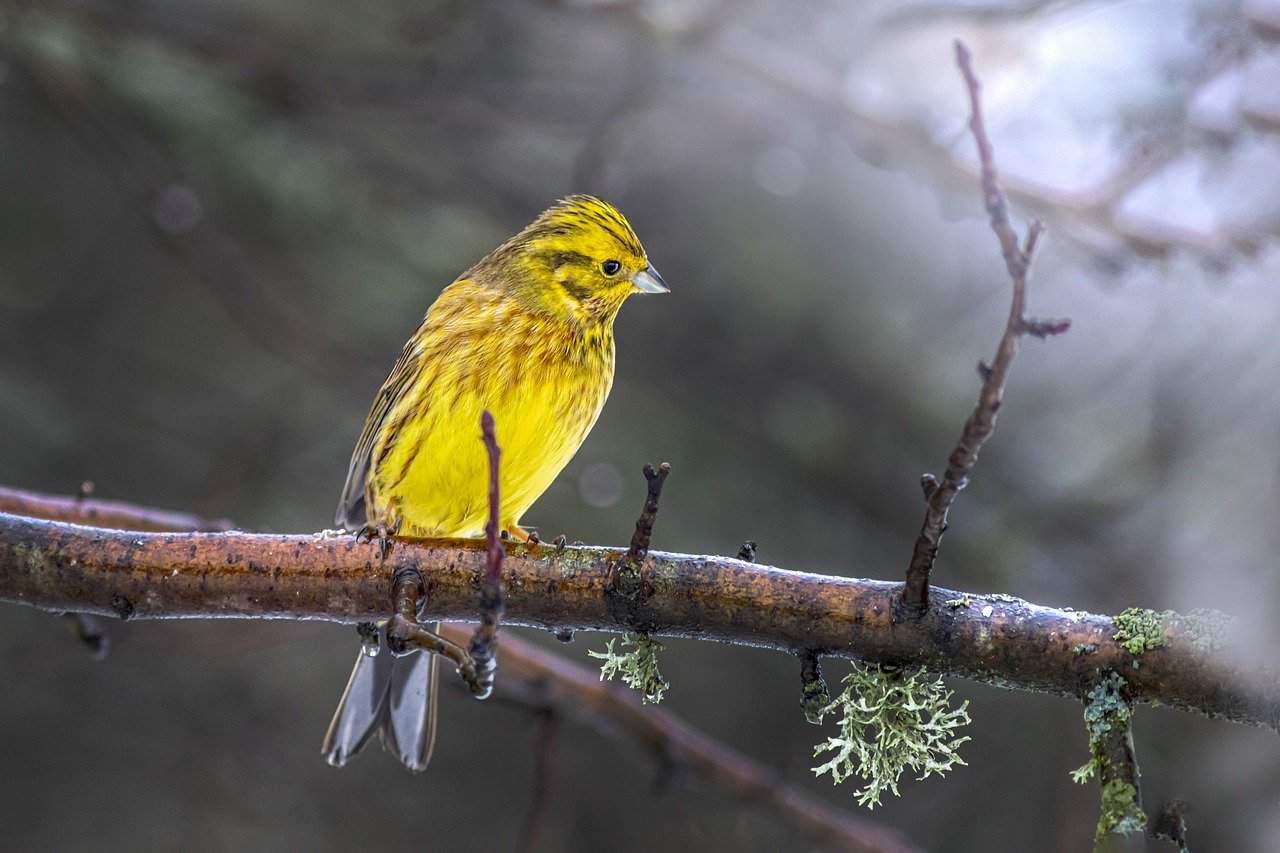 Yellowhammer (Emberiza citrinella)