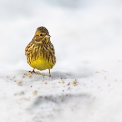 Yellowhammer (Emberiza citrinella)