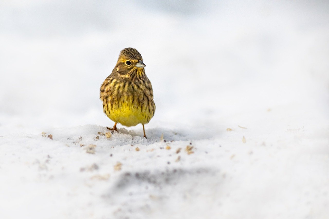 Yellowhammer (Emberiza citrinella)