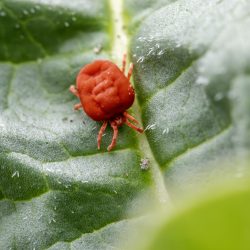 Clover mite (Bryobia praetiosa)