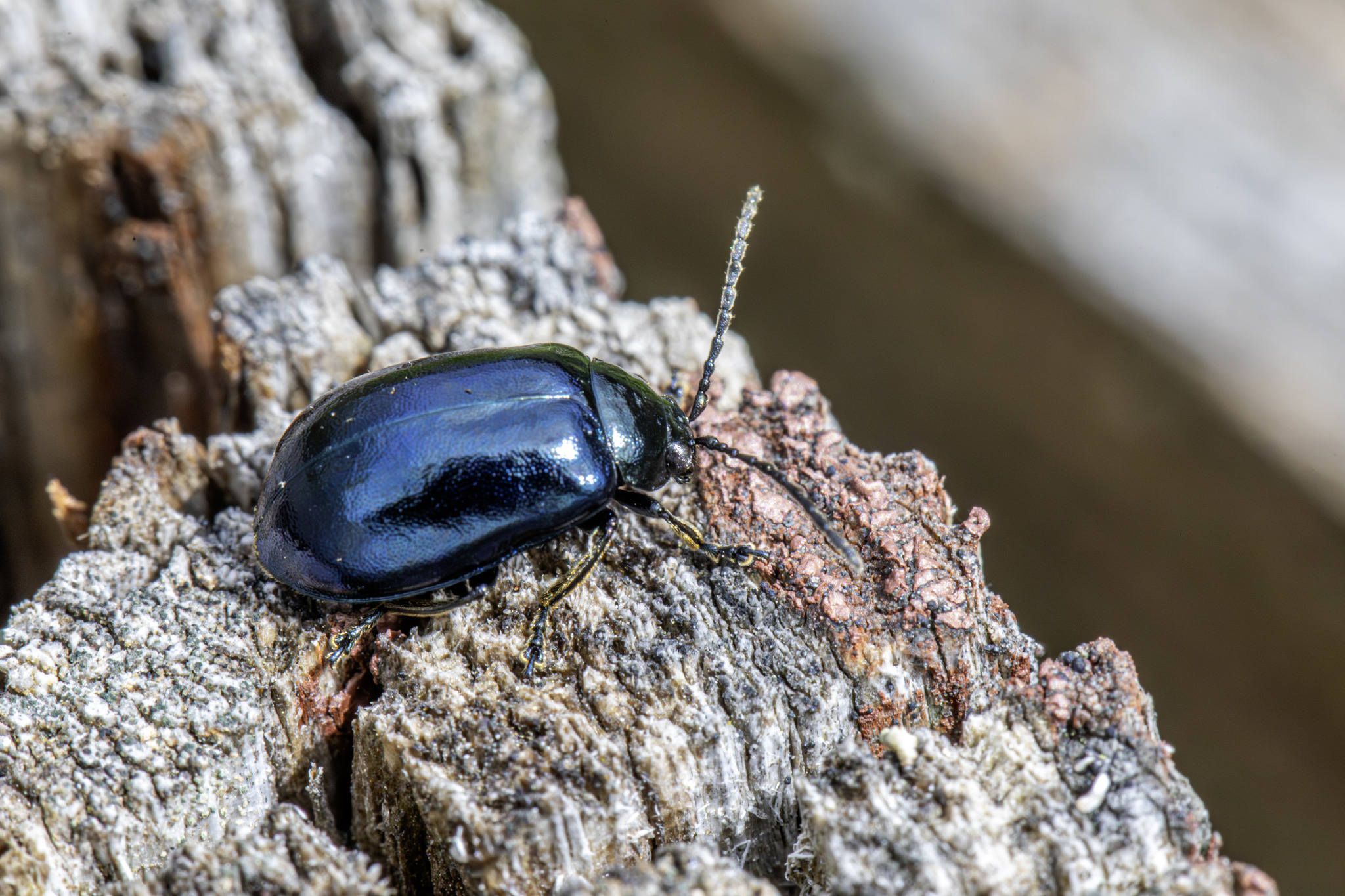 Alder Leaf Beetle (Agelastica alni)