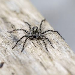 Spotted wolf spider (Pardosa amentata)