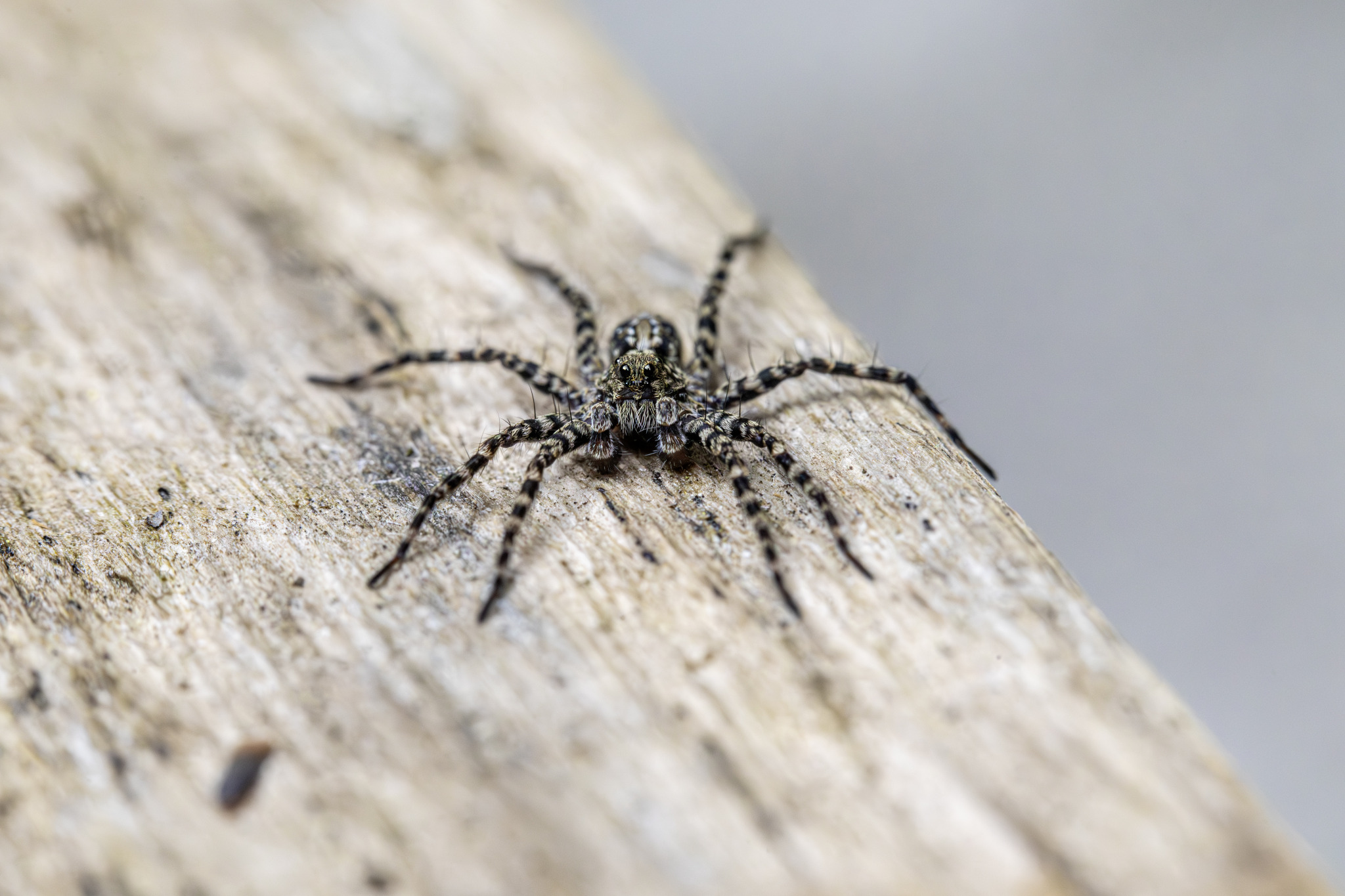 Spotted wolf spider (Pardosa amentata)