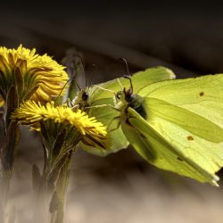 Common Brimstone (Gonepteryx rhamni)