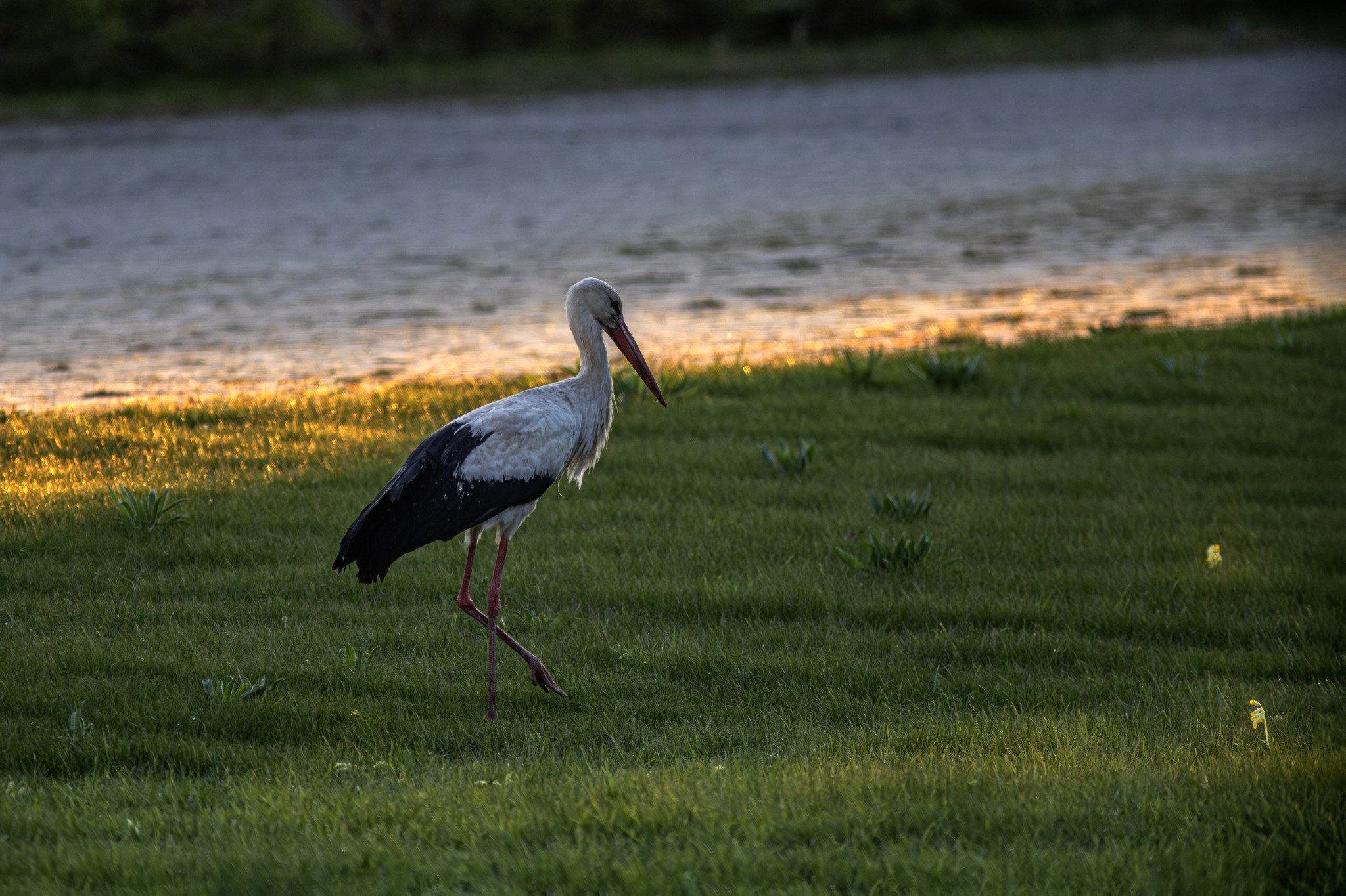 White Stork (Ciconia ciconia)