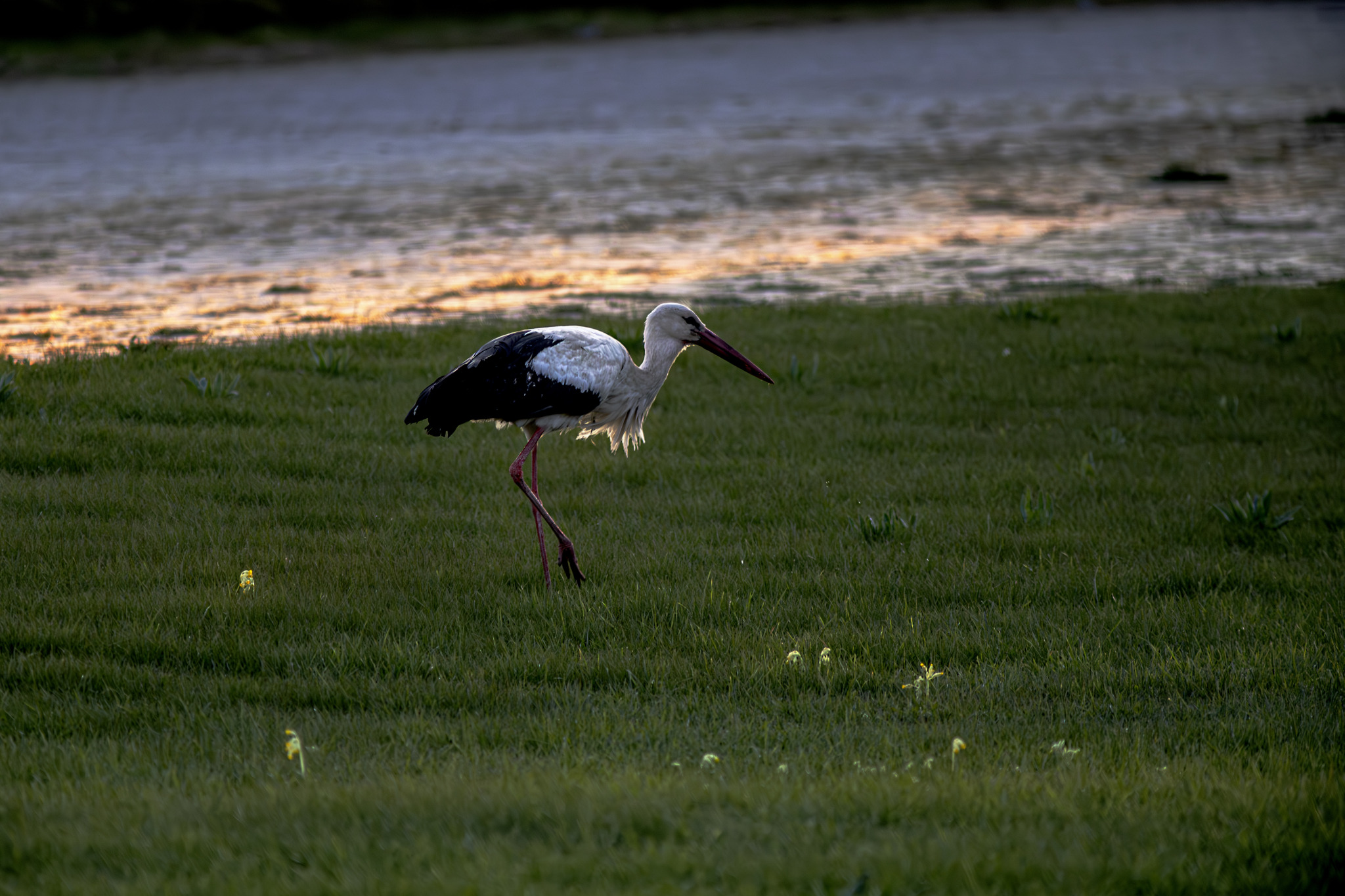 White Stork (Ciconia ciconia)