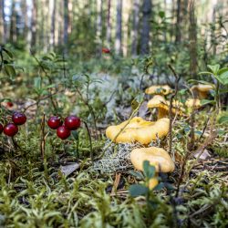 Chanterelle Mushroom (Cantharellus cibarius), Lingonberry (Vaccinium vitis-idaea)