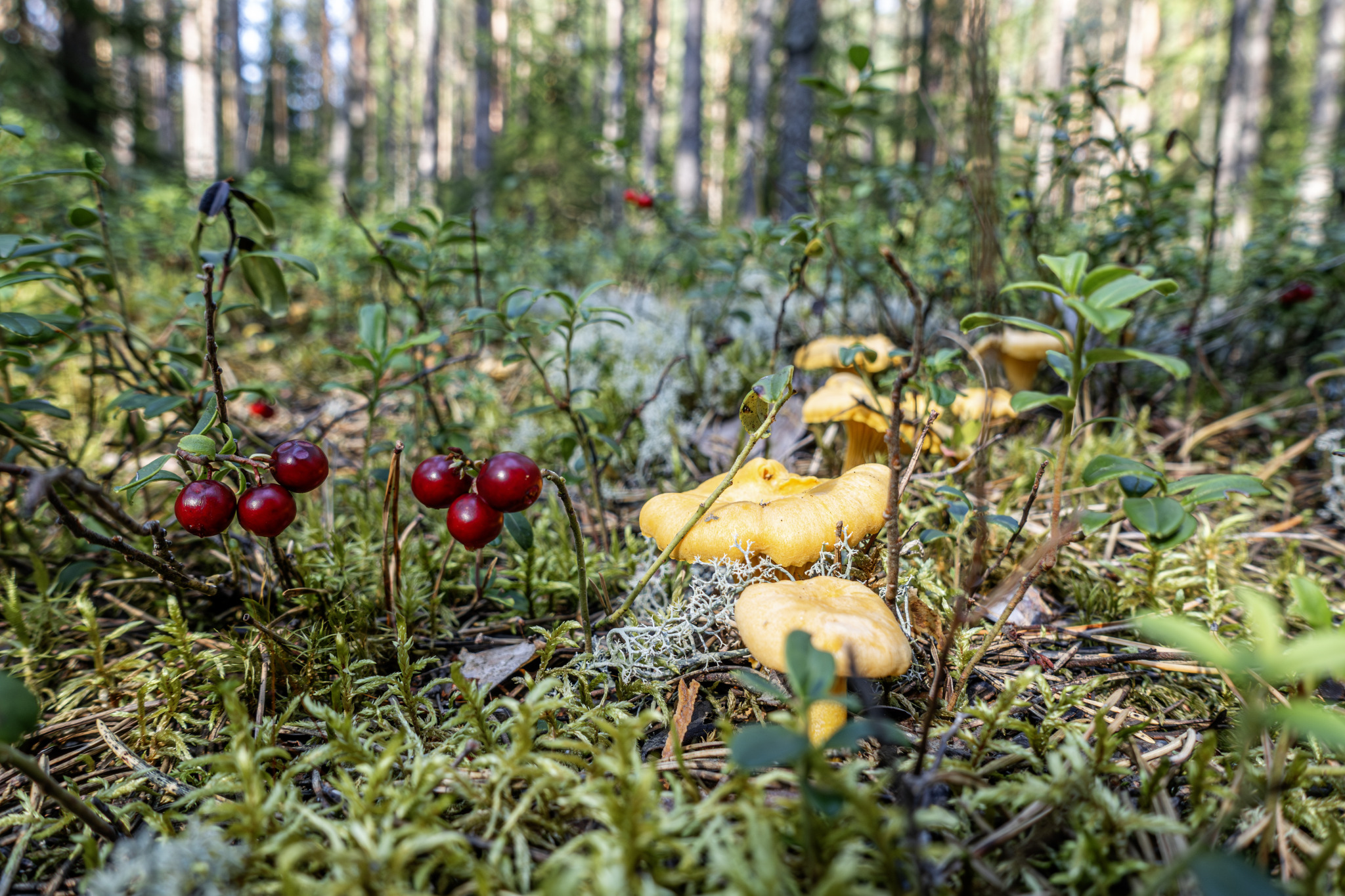 Chanterelle Mushroom (Cantharellus cibarius), Lingonberry (Vaccinium vitis-idaea)