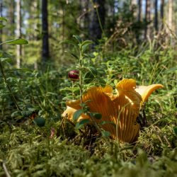 Chanterelle Mushroom (Cantharellus cibarius)