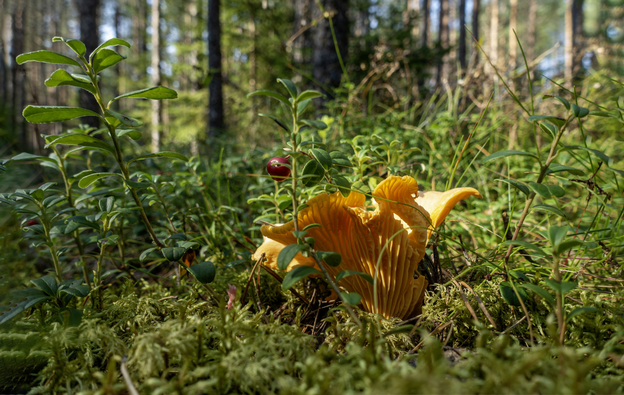 Chanterelle Mushroom (Cantharellus cibarius)