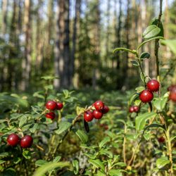 Lingonberry, partridgeberry, mountain cranberry or cowberry (Vaccinium vitis-idaea)