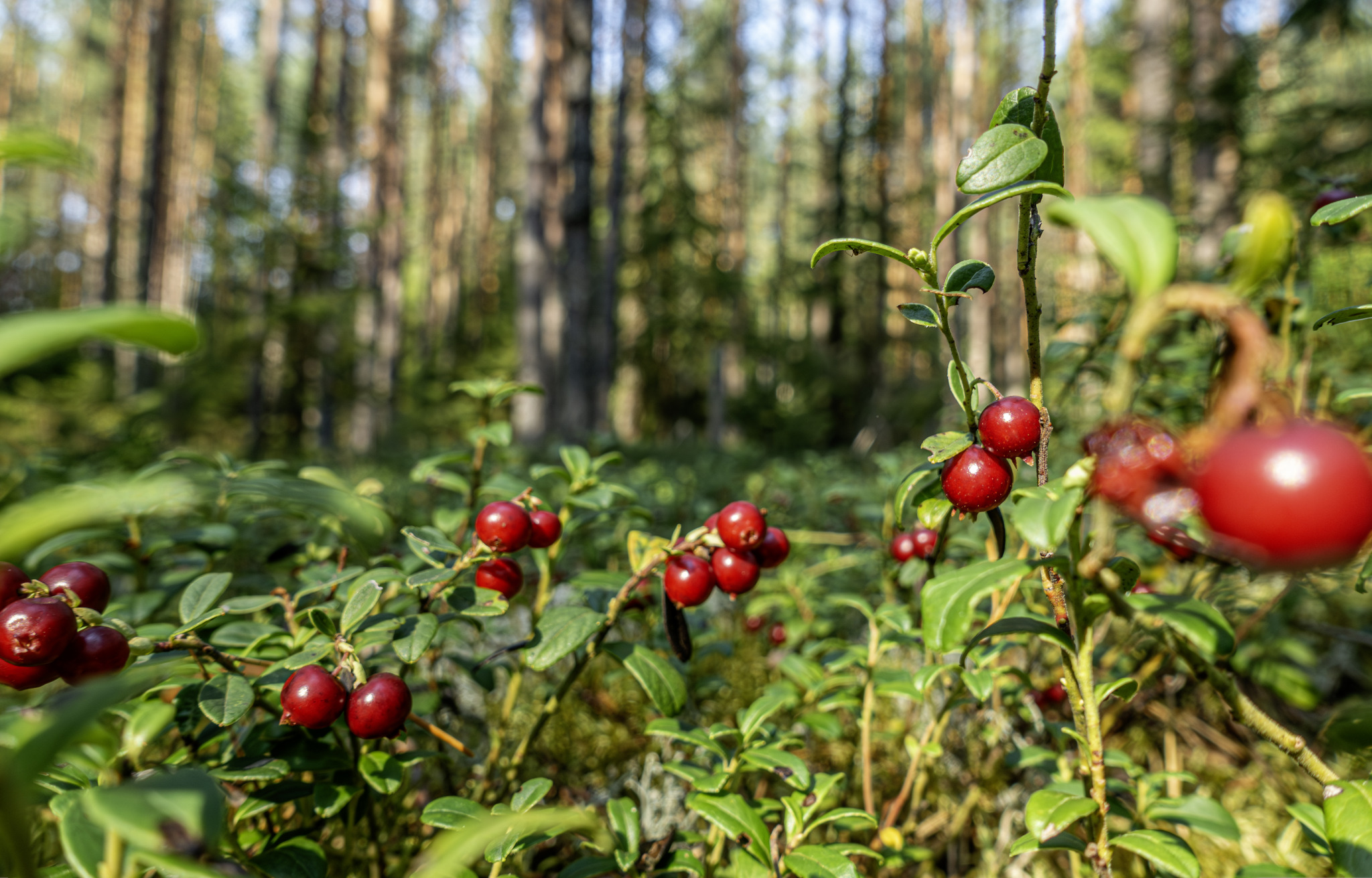 Lingonberry, partridgeberry, mountain cranberry or cowberry (Vaccinium vitis-idaea)