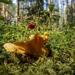 Chanterelle Mushroom (Cantharellus cibarius)