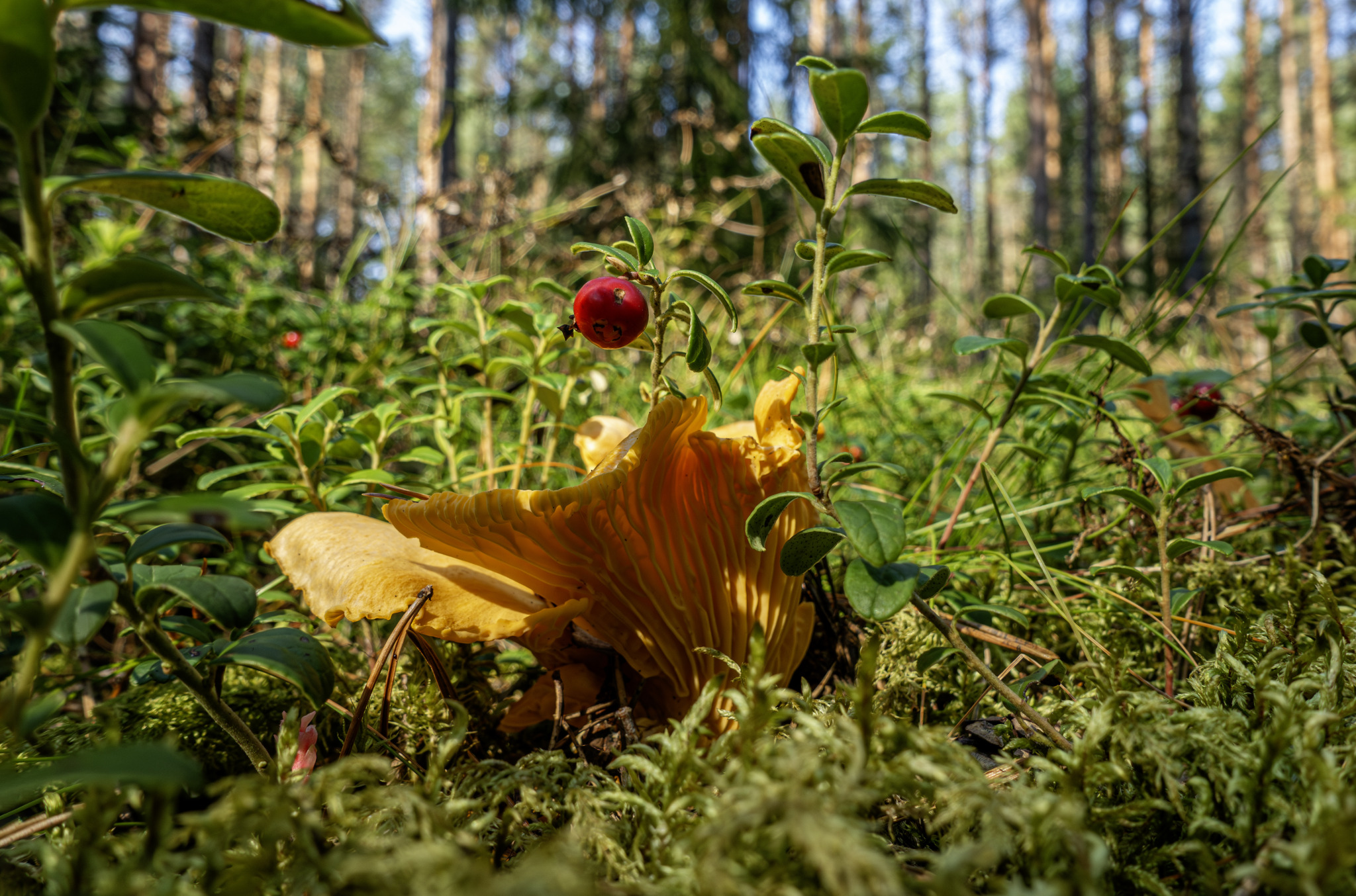 Chanterelle Mushroom (Cantharellus cibarius)