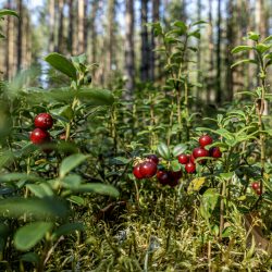 Lingonberry, partridgeberry, mountain cranberry or cowberry (Vaccinium vitis-idaea)