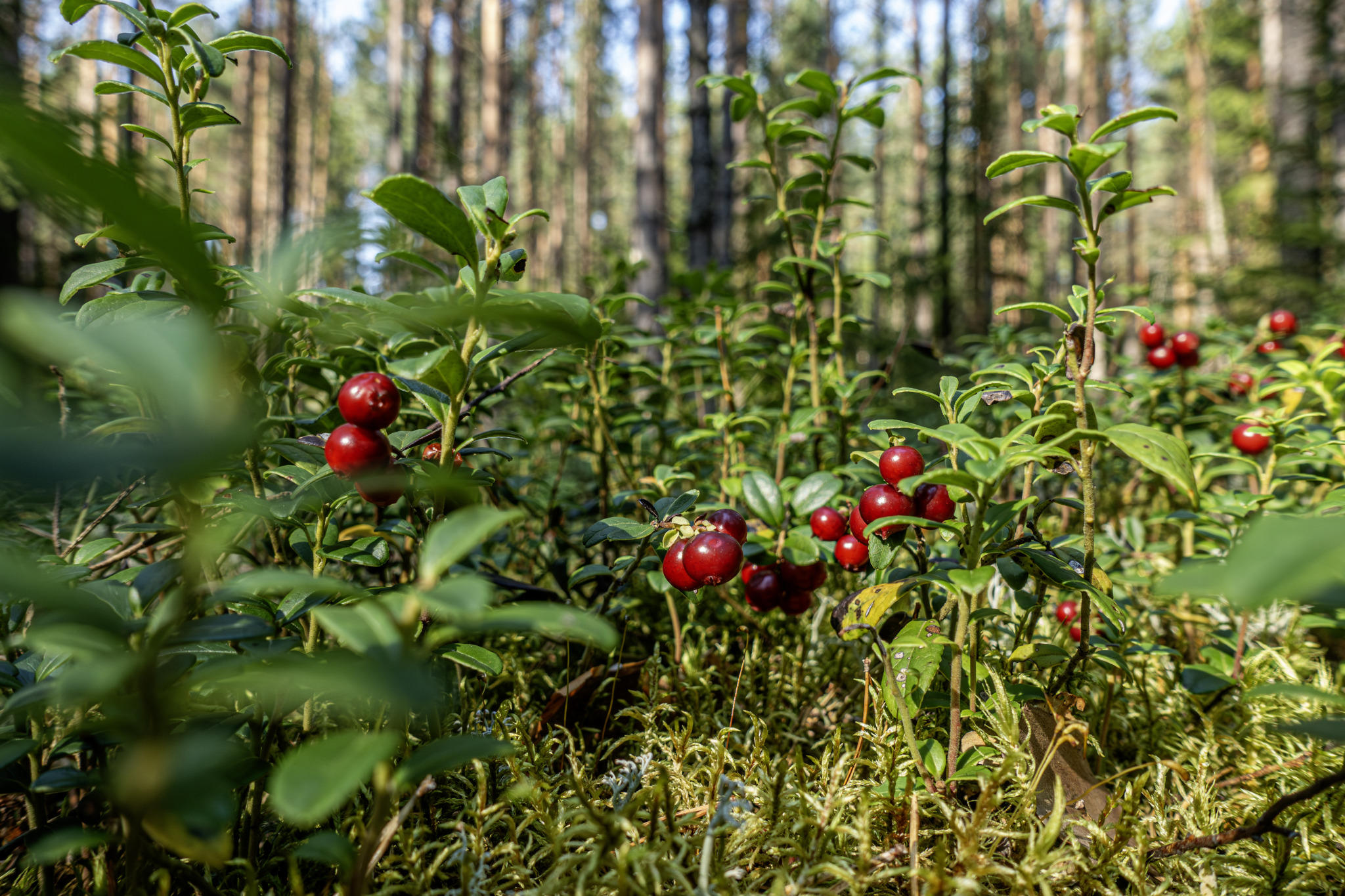 Lingonberry, partridgeberry, mountain cranberry or cowberry (Vaccinium vitis-idaea)