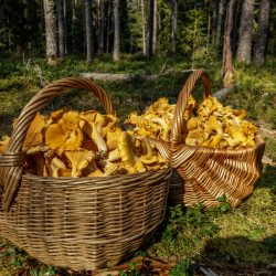 Chanterelle Mushroom (Cantharellus cibarius)