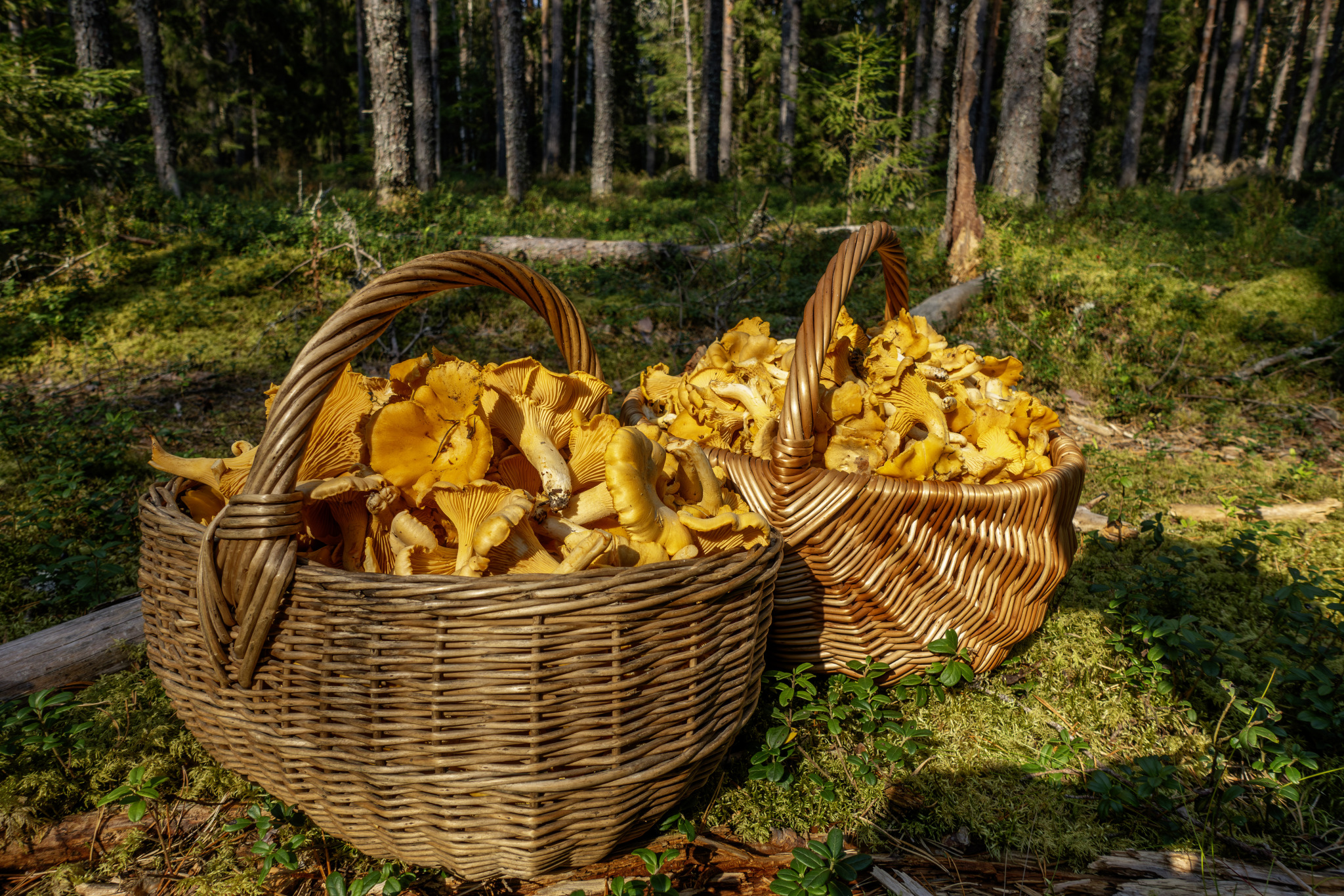 Chanterelle Mushroom (Cantharellus cibarius)