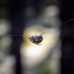 European garden spider (Araneus diadematus)
