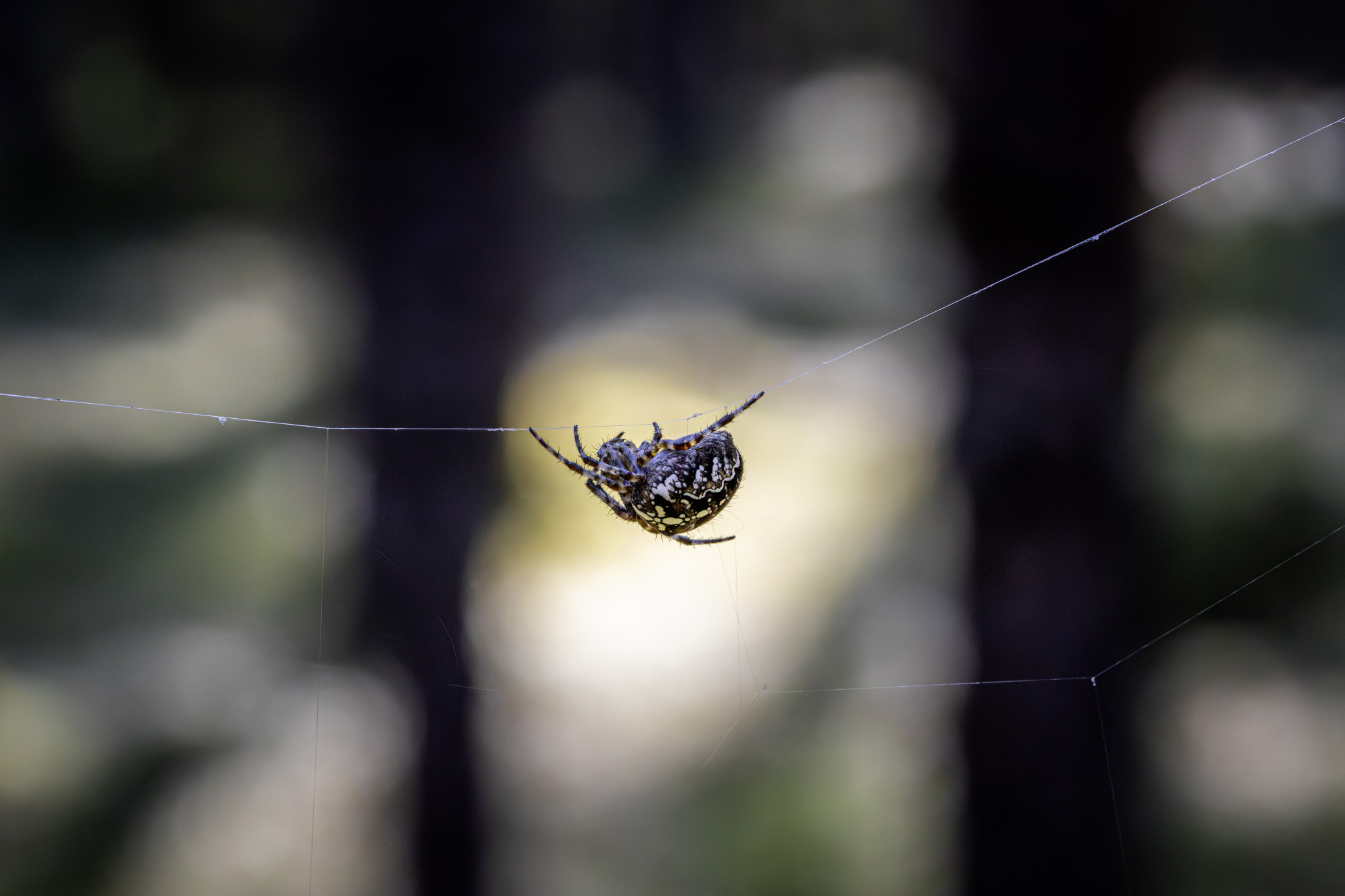 European garden spider (Araneus diadematus)