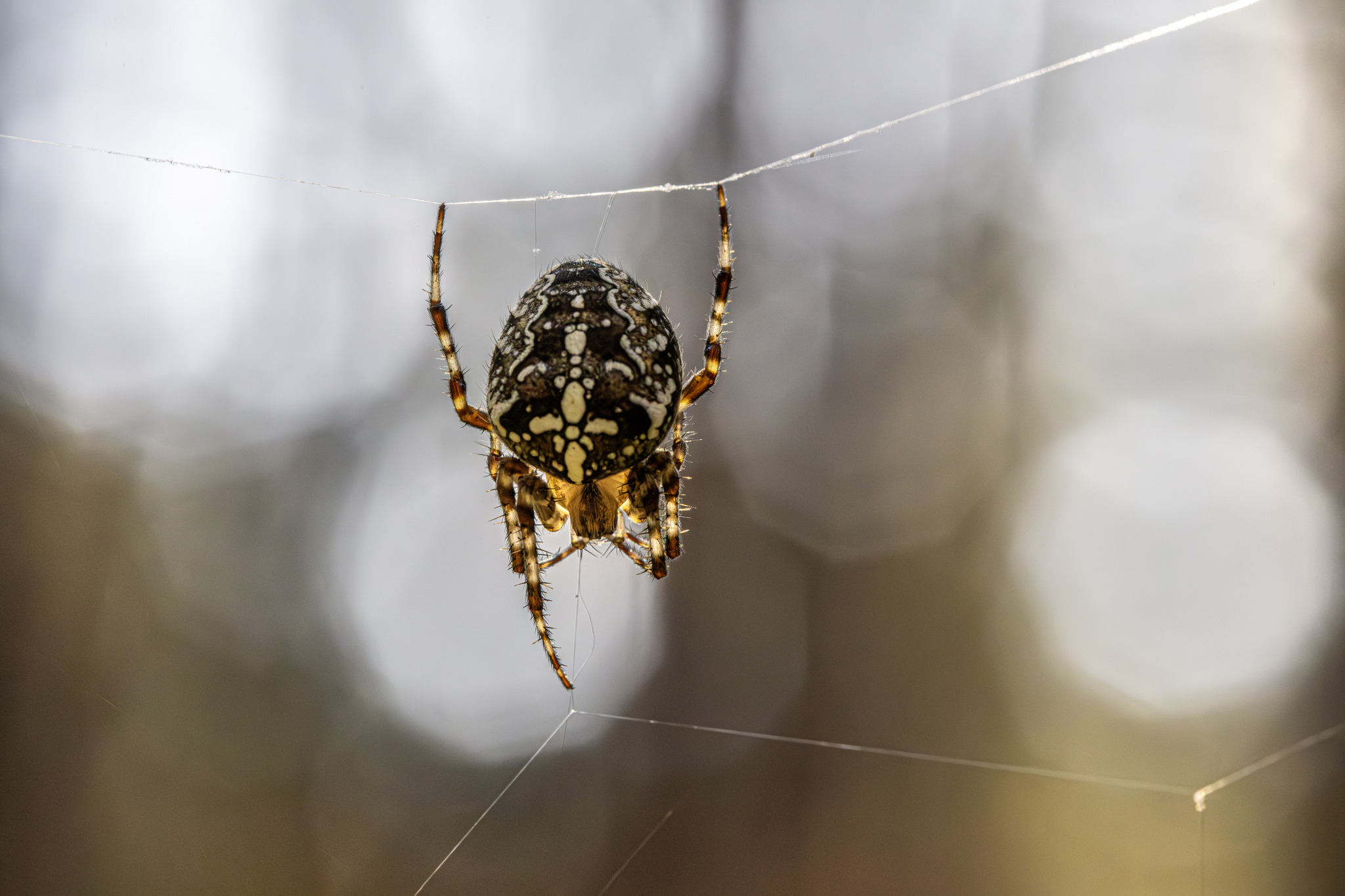 European garden spider (Araneus diadematus)