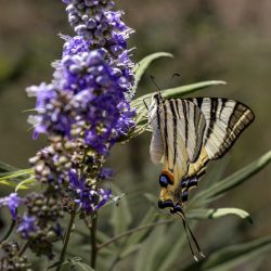 Scarce Swallowtail (Iphiclides podalirius)
