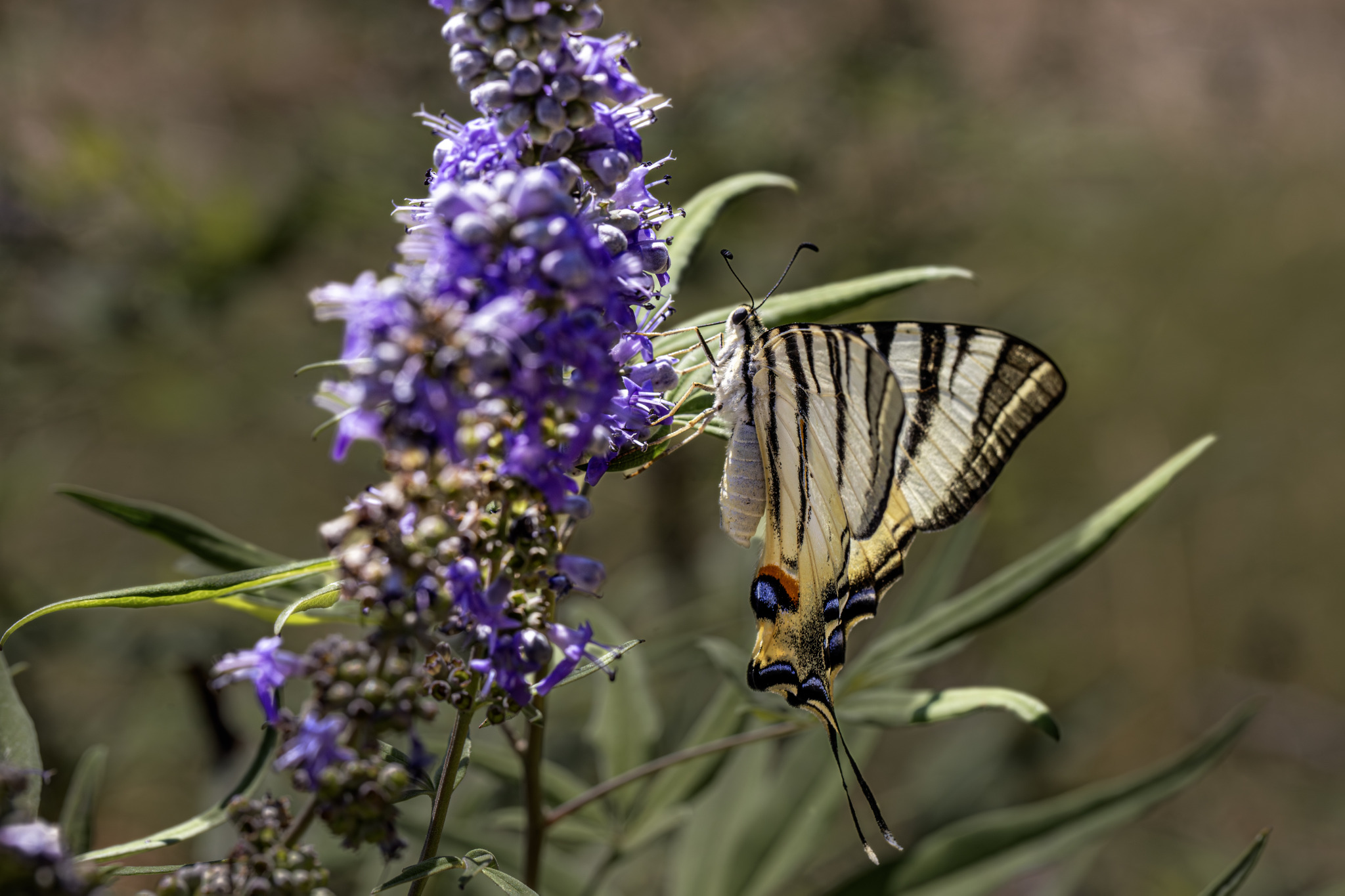 Scarce Swallowtail (Iphiclides podalirius)