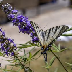 Scarce Swallowtail (Iphiclides podalirius)