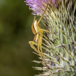 Raft spider (Dolomedes fimbriatus)