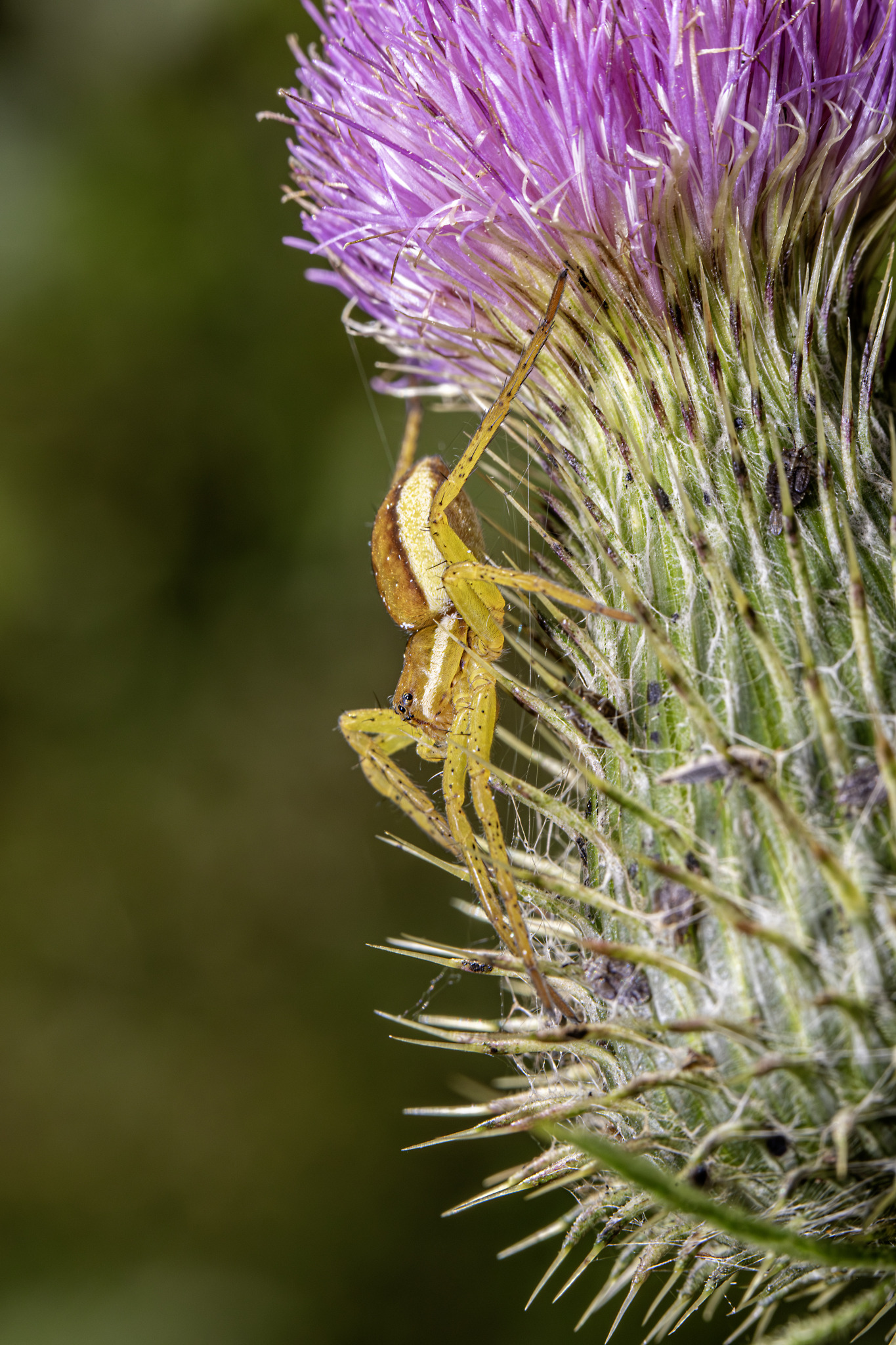 Raft spider (Dolomedes fimbriatus)