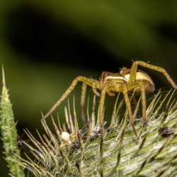 Raft spider (Dolomedes fimbriatus)