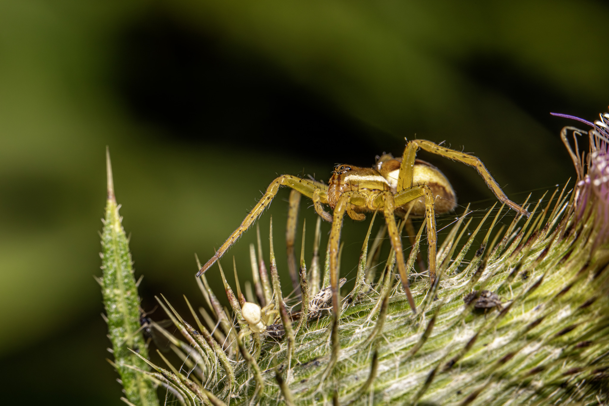 Raft spider (Dolomedes fimbriatus)