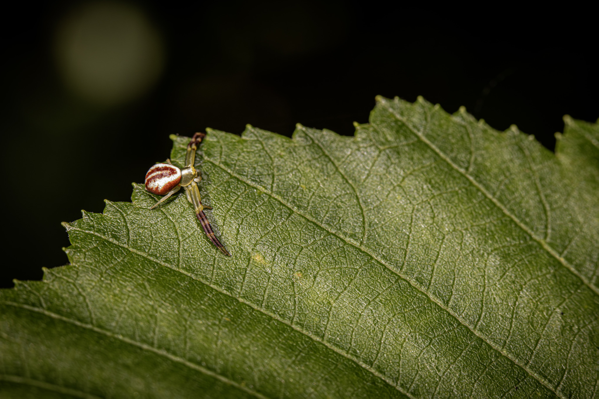 Goldenrod Crab Spider (Misumena vatia)