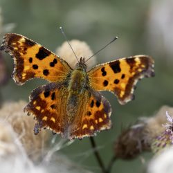 Comma butterfly (Polygonia c-album)