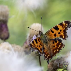 Comma butterfly (Polygonia c-album)