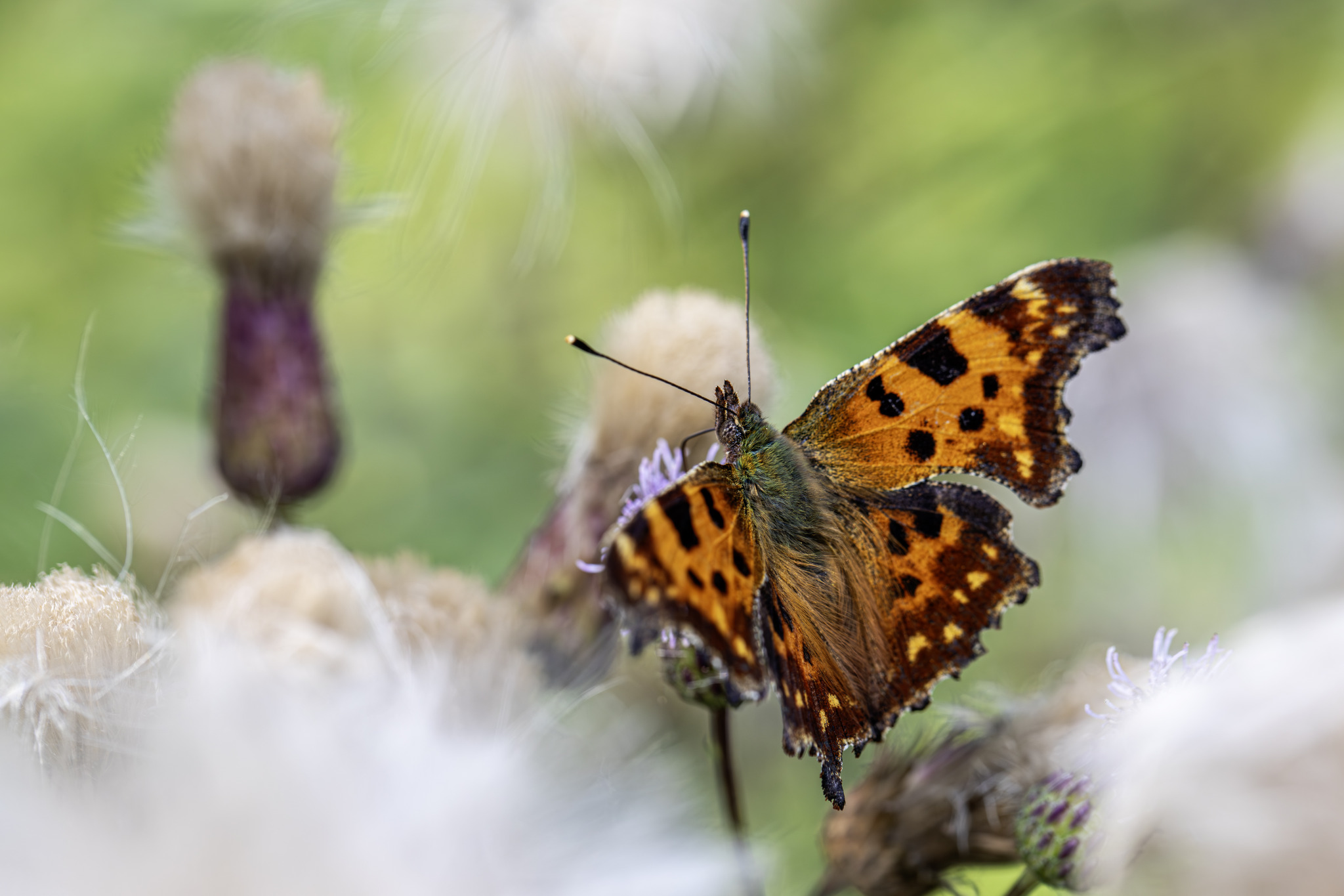 Comma butterfly (Polygonia c-album)