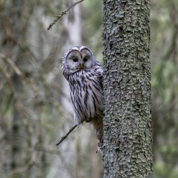 Ural owl (Strix uralensis)