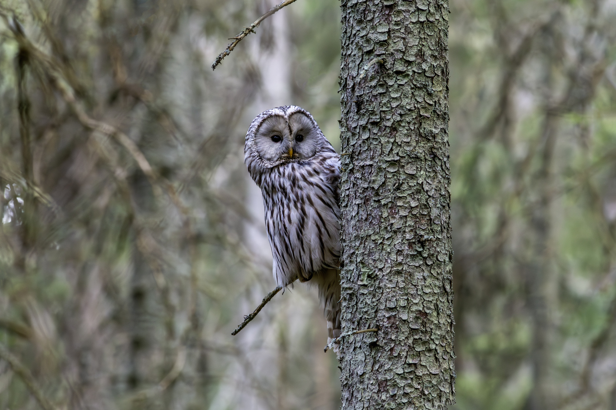 Ural owl (Strix uralensis)