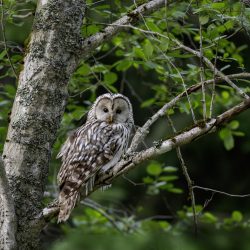 Ural owl (Strix uralensis)