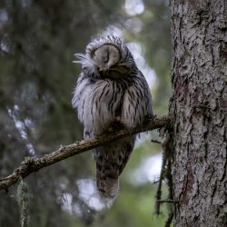 Ural owl (Strix uralensis)