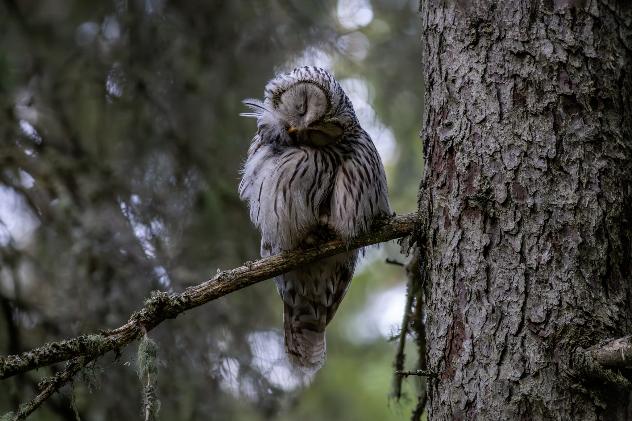 Ural owl (Strix uralensis)