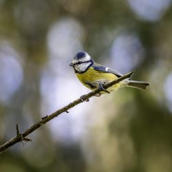 Eurasian Blue tit (Cyanistes caeruleus)