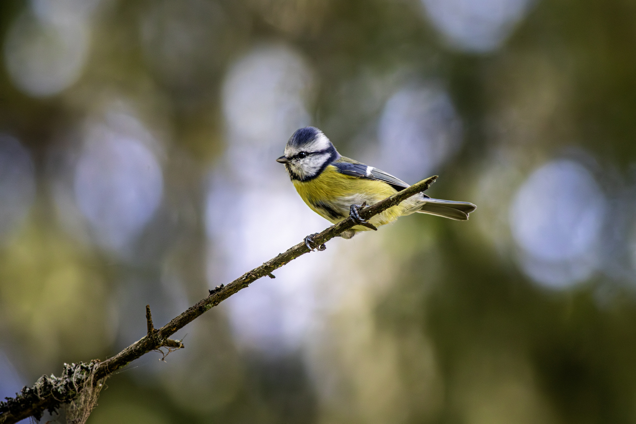 Eurasian Blue tit (Cyanistes caeruleus)