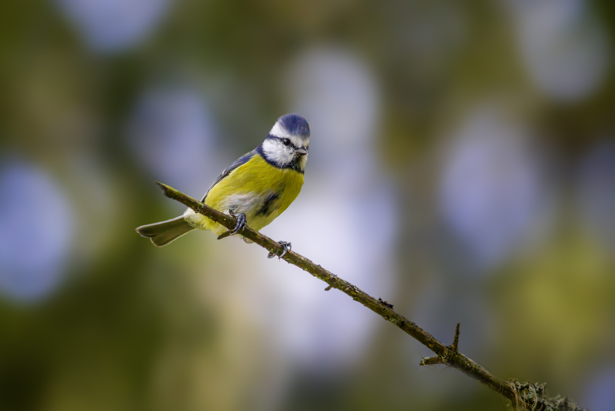 Eurasian Blue tit (Cyanistes caeruleus)